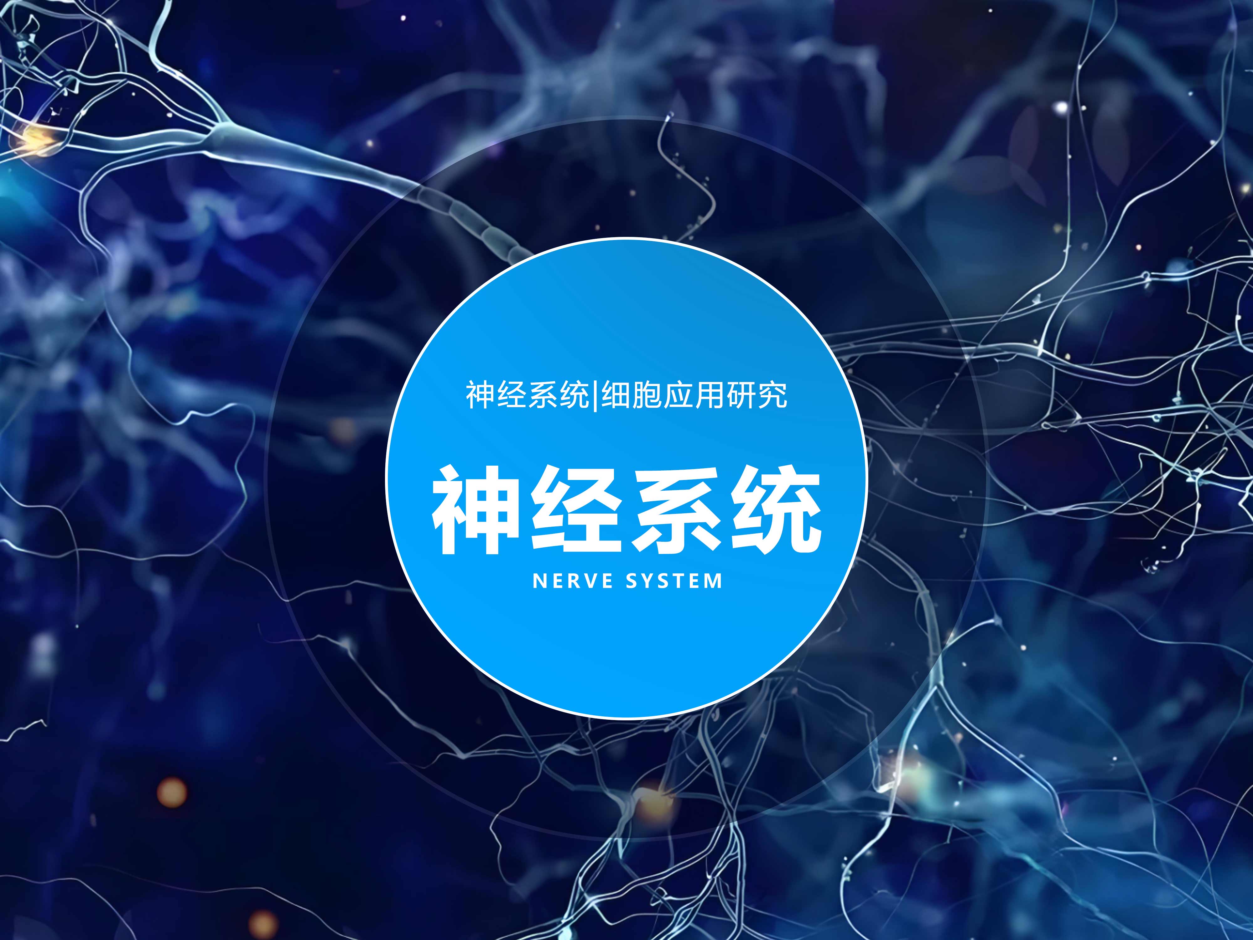 神經系統|細胞應用研究